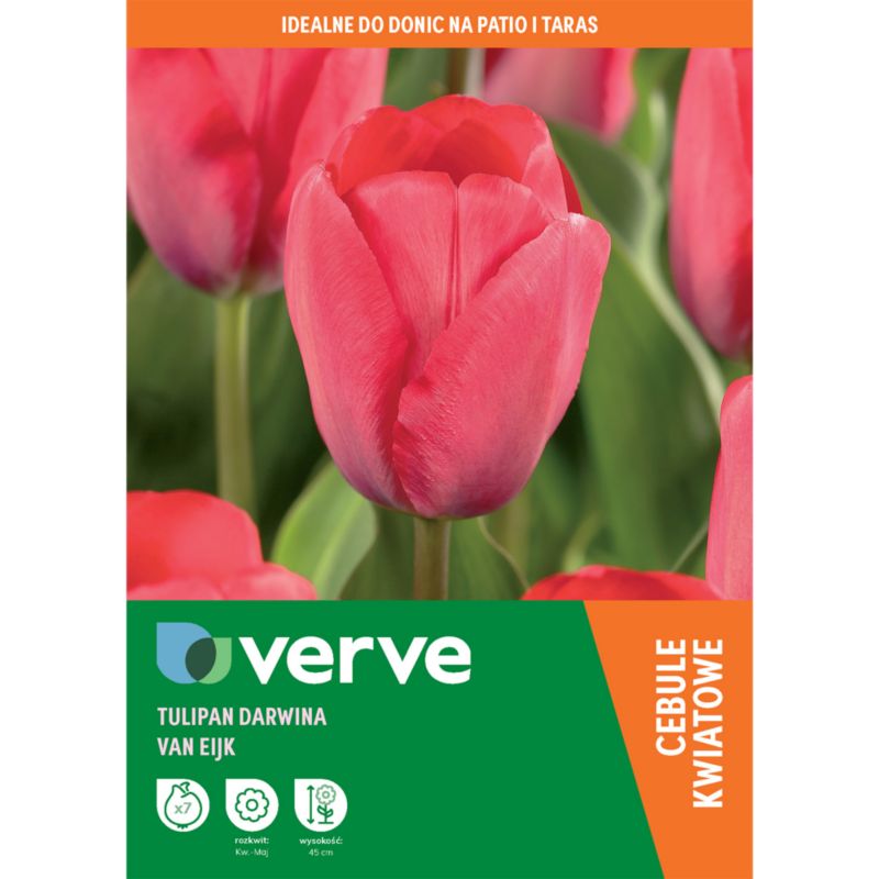 Tulipan Van Eijk 7 szt.