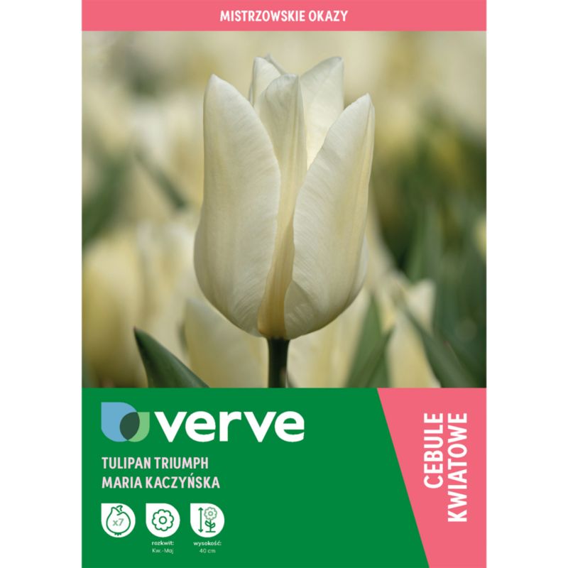 Tulipan Verve Maria Kaczyńska 7 sztuk