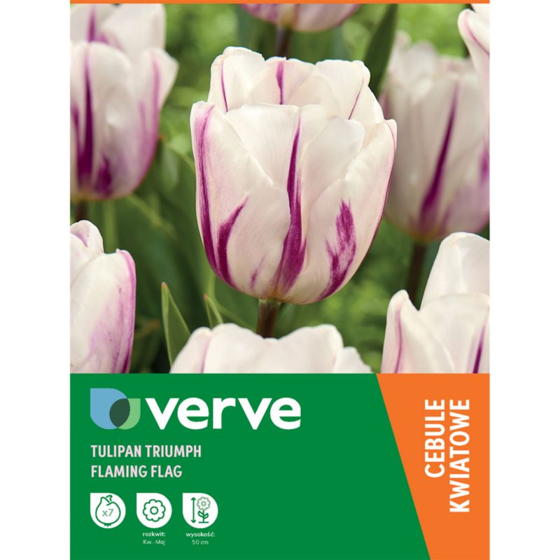 Tulipan wysoki Flaming Flag 7 szt.