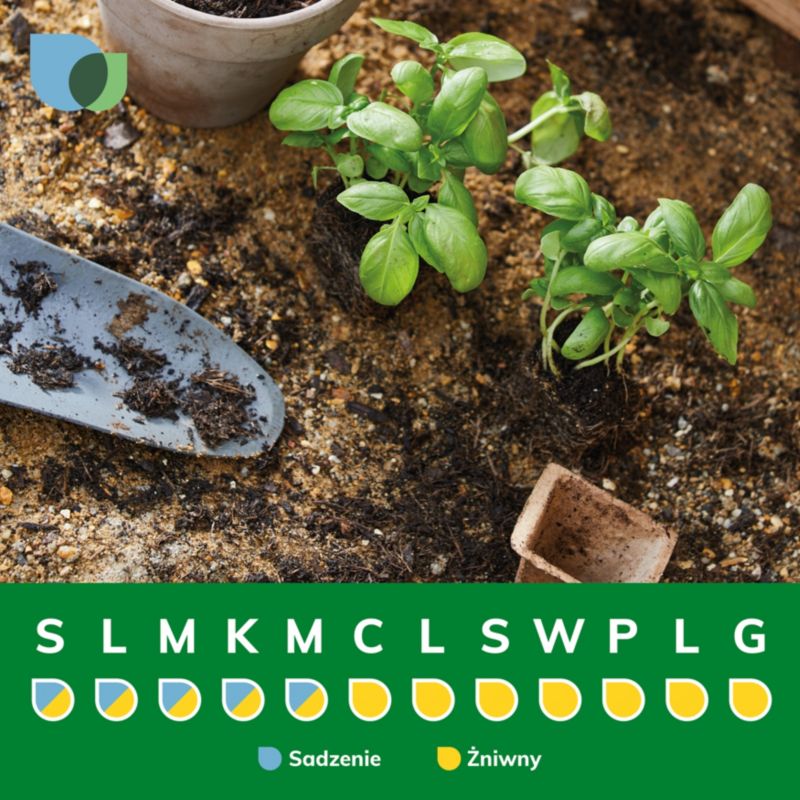 Tymianek sadzonka w doniczce Verve 13 cm