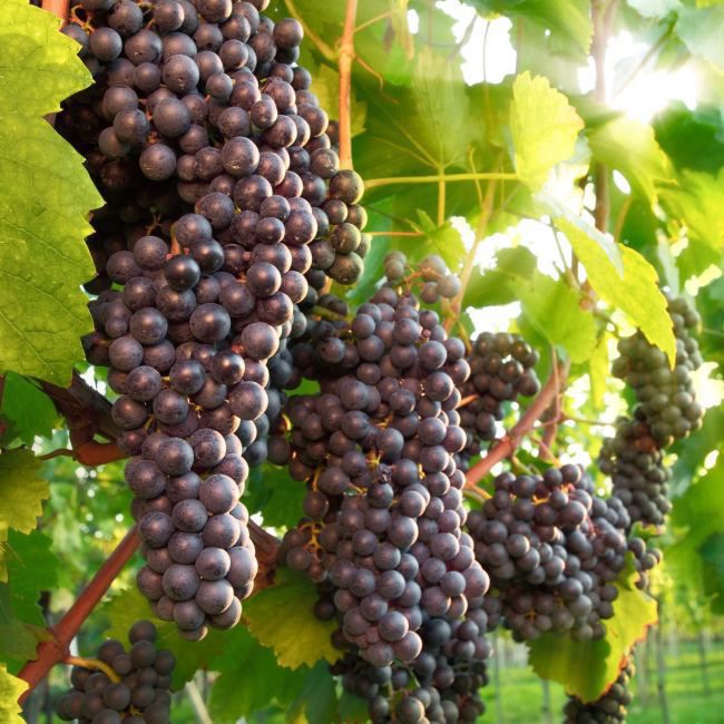 Vitis winorośl mix donica 3 l
