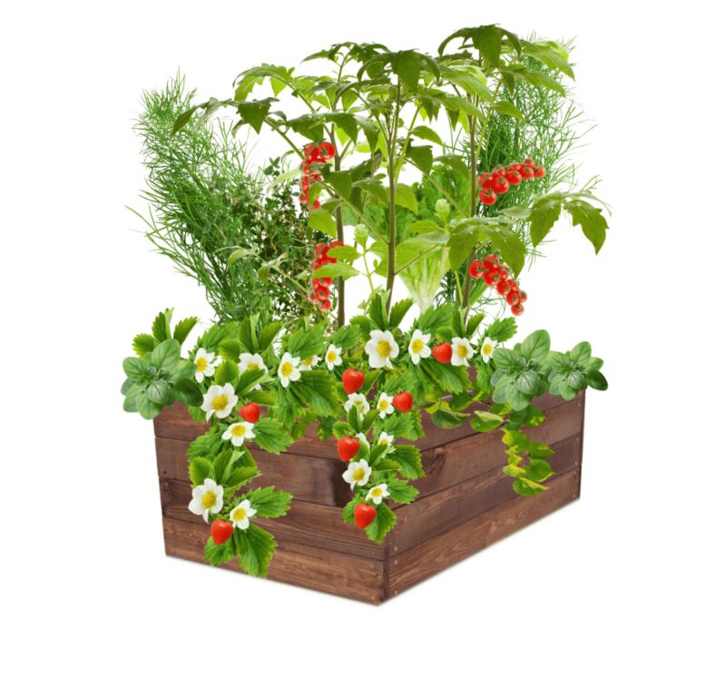Warzywnik MODO24 grządka podwyższona brązowa impregnacja 36x83x60 cm 1 szt.
