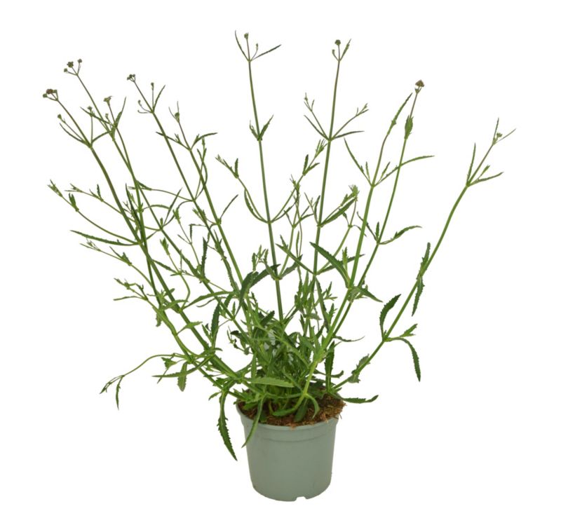Werbena patagońska 17 cm