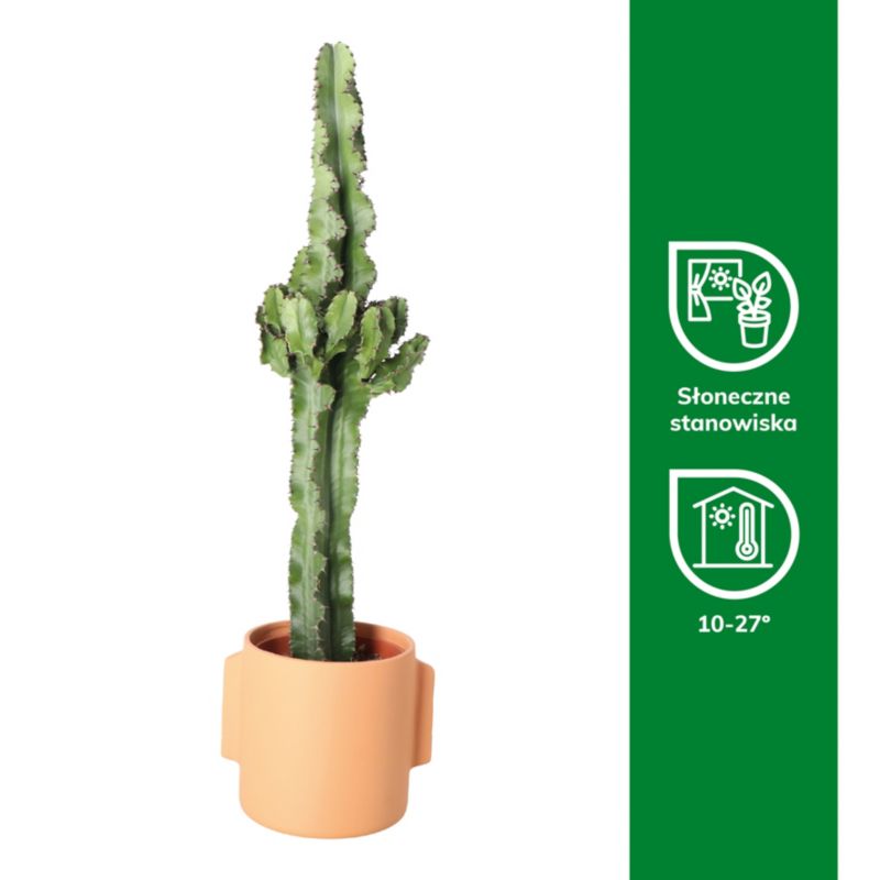 Wilczomlecz Cowboy Cactus 19 cm wys. 85 cm