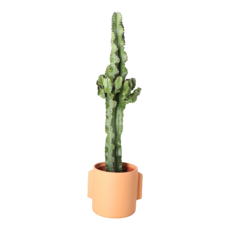 Wilczomlecz Cowboy Cactus 19 cm wys. 85 cm