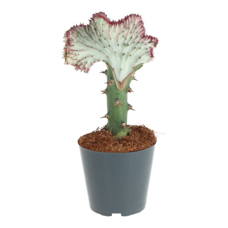 Wilczomlecz Grzebieniasty mix 12 cm