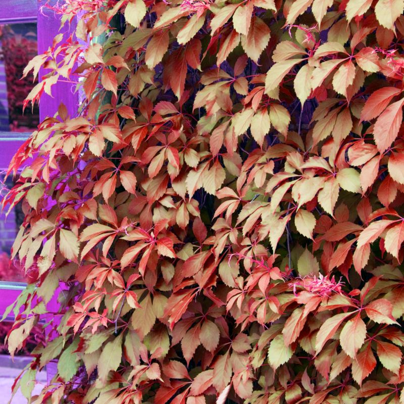 Winobluszcz Red Wall Verve 2 l