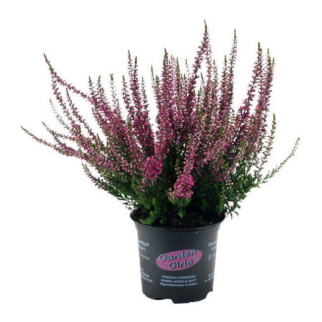 Wrzos sadzonka 11 cm