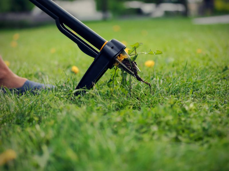 Wyrywacz do chwastów Fiskars Xact