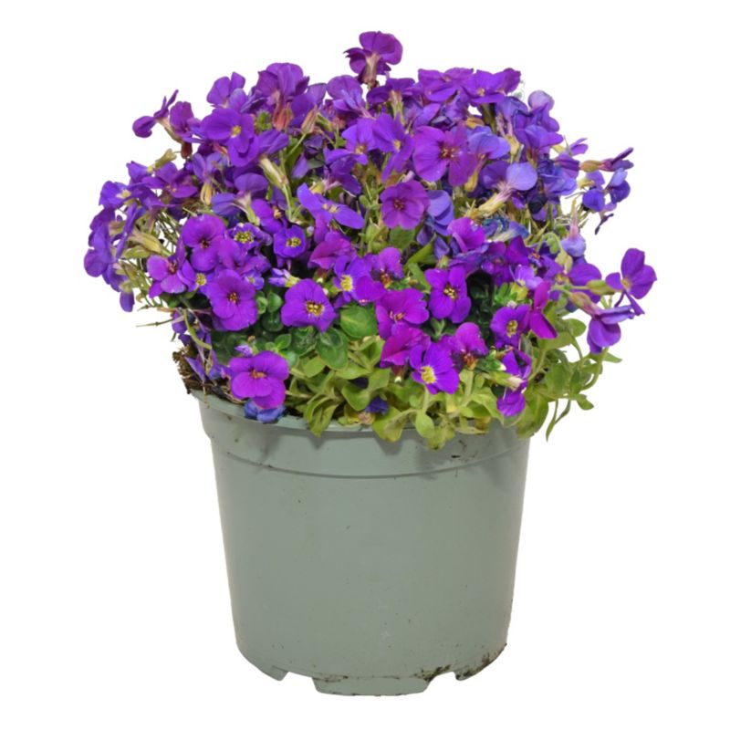 Żagwin obrecja 12 cm