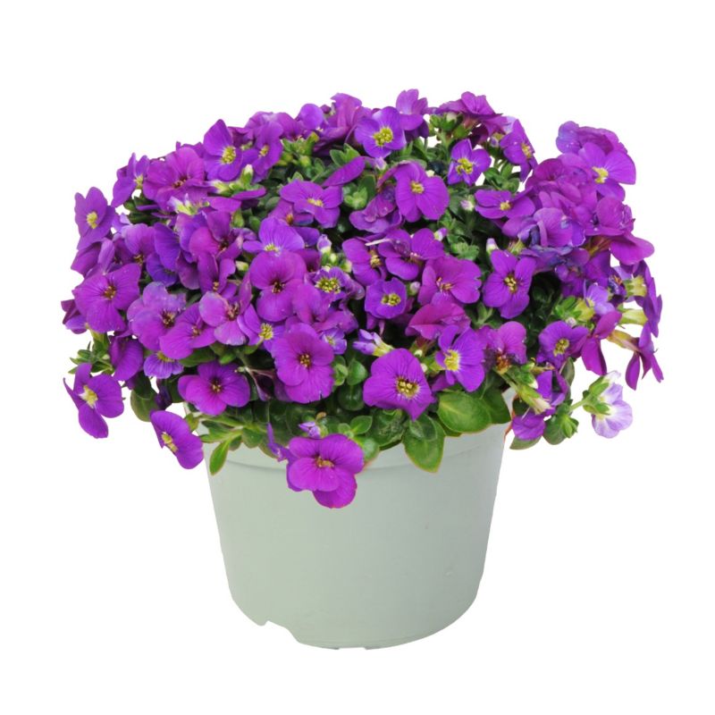 Żagwin obrecja 17 cm