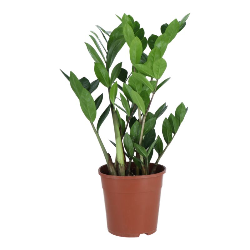 Zamioculcas Zamiifolia Verve 14 cm wys. 50 cm