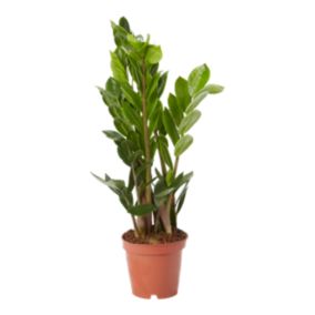 Zamiokulkas GoodHome 12 cm wys. 30 cm