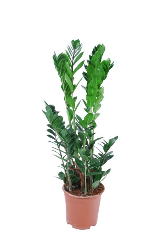 Zamiokulkas GoodHome 17 cm wys. 60 cm