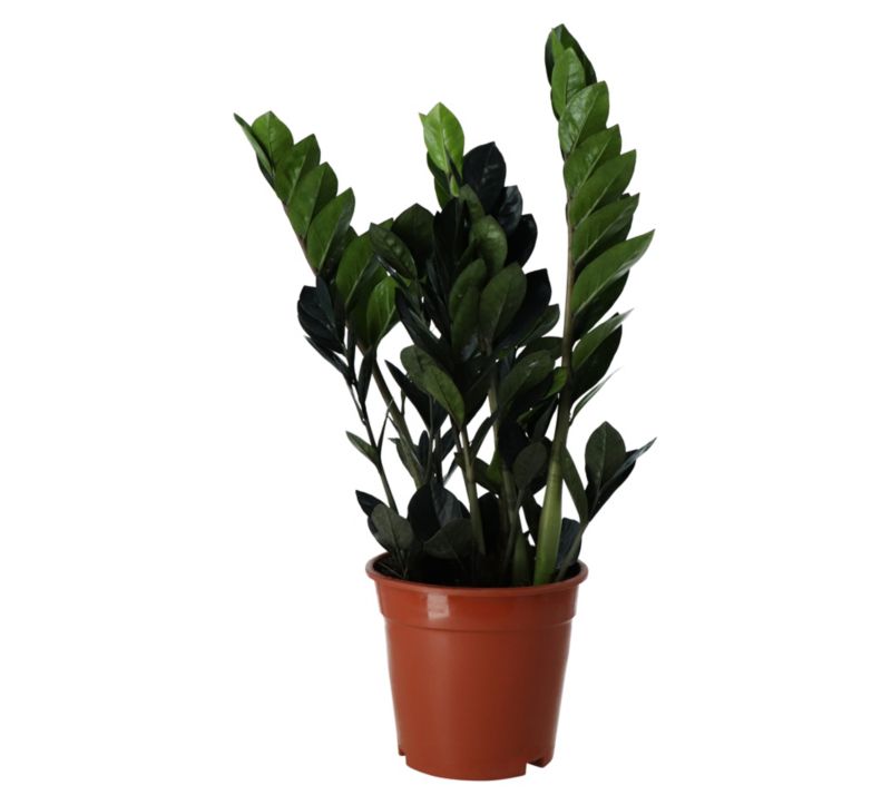 Zamiokulkas raven GoodHome 17 cm wys. 60 cm