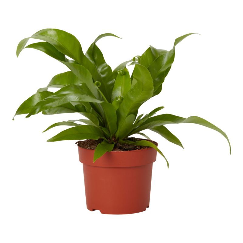 Zanokcica gwiazdowa 12 cm wys. 30 cm