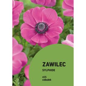 Zawilec Sylphide 15 szt.