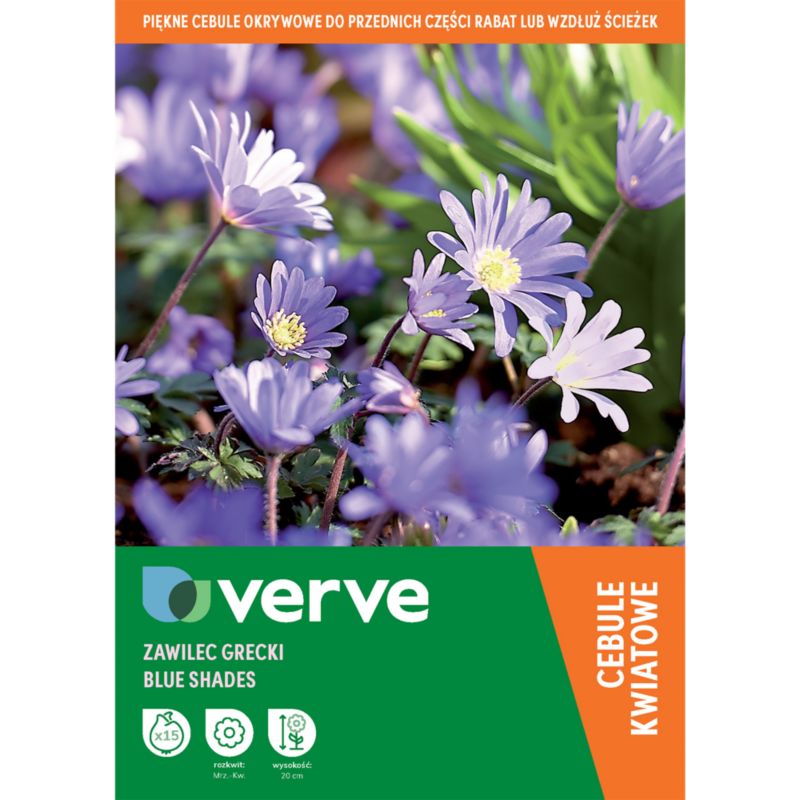 Zawilec Verve Blanda Blue Shades 15 sztuk