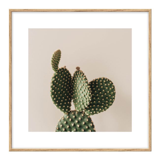 Zestaw obrazów Palma i kaktusy 20 x 20 cm 3 szt.