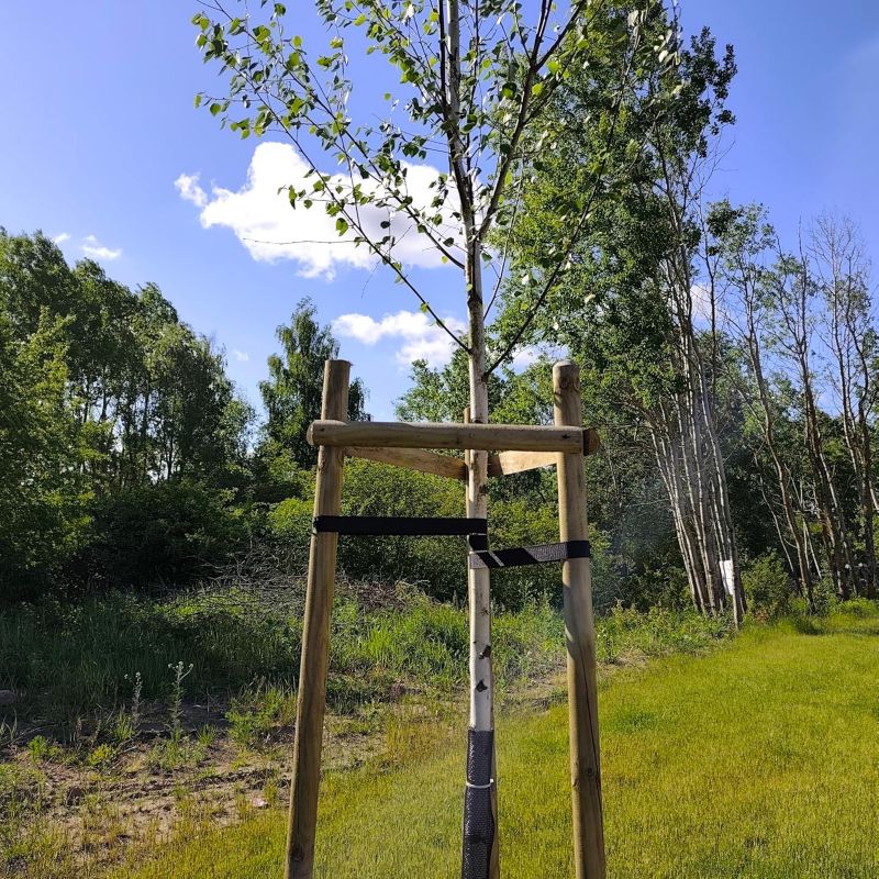 Zestaw podpór do drzew Timbermik 3 sztuk 7 cm Drewno Sosnowe 200 cm +  6 sztuk półpalisad + 3 paski (1 szt.-zestaw))