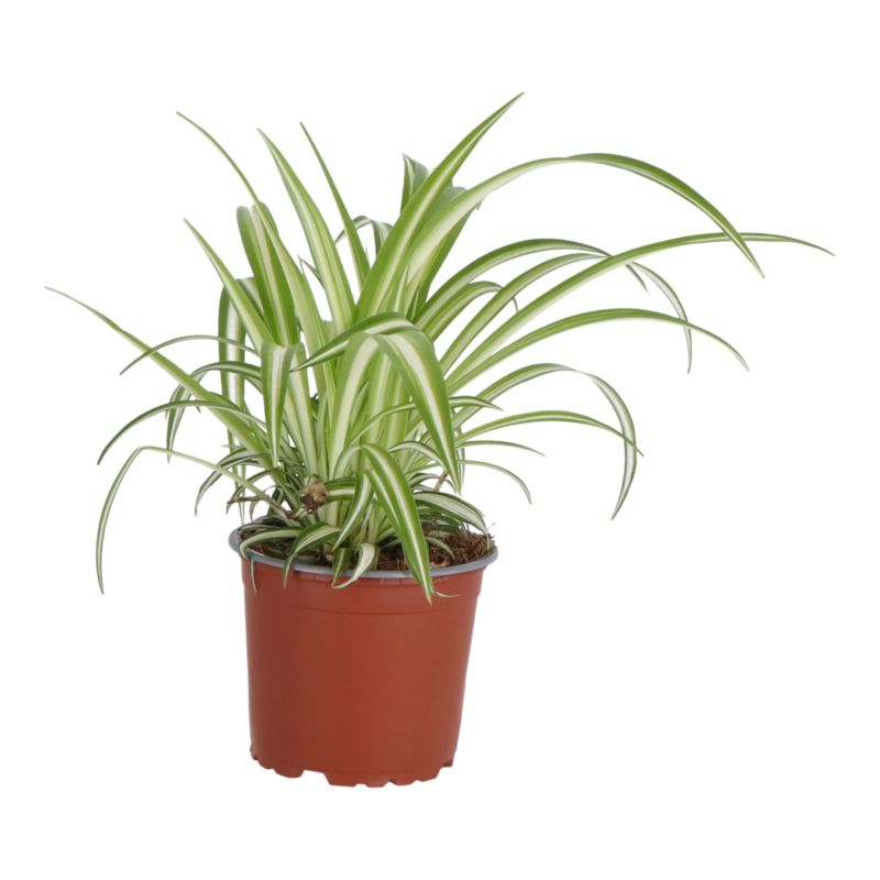 Zielistka doniczka 12 cm wys. 20 cm