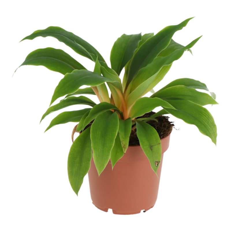 Zielistka Green Orange 12 cm