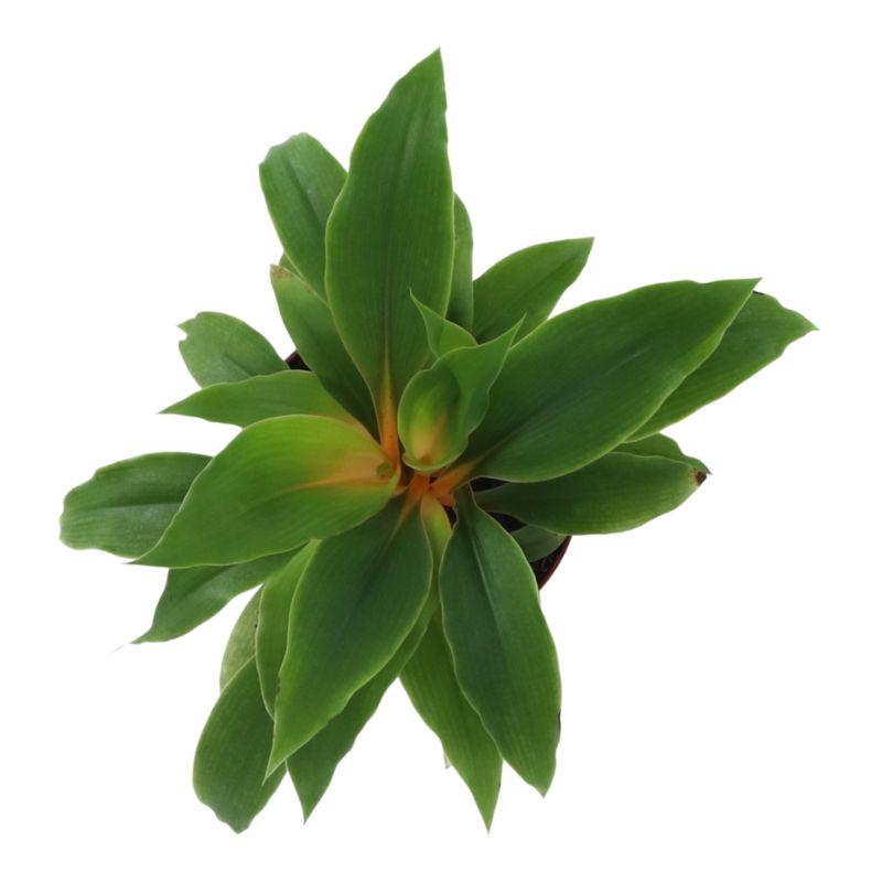 Zielistka Green Orange 12 cm