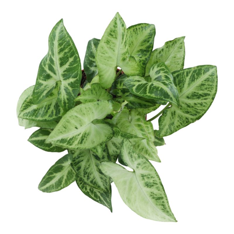 Zroślicha mix 12 cm