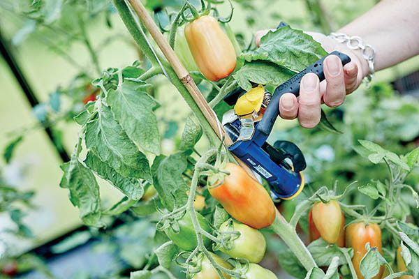 ShoutaZVW30  816781.jpg