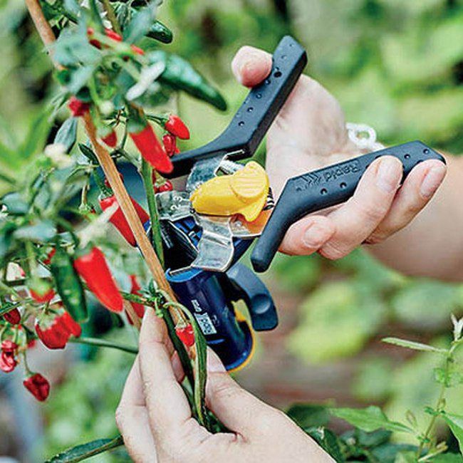 Zszywki ogrodowe Rapid VR38 300 szt.