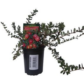 Żurawina Vaccinium macrocarpon P9